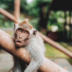 Fiabe dal Mondo: Perché le scimmie vivono sugli alberi - RaiPlay Sound