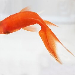 Siamo Come I Pesci Rossi Rai Radio 3 Raiplay Radio